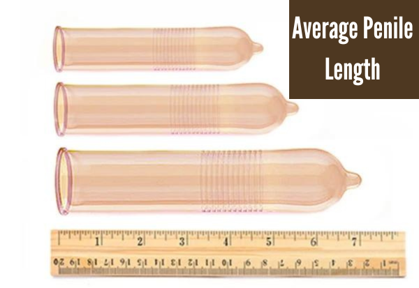 Average Penile Length